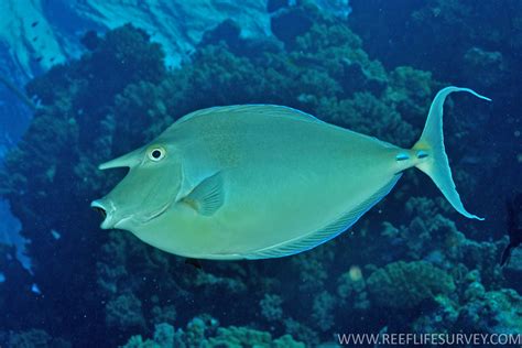 unicorn fish|Naso (fish) .